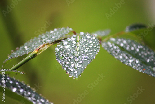 Water droplets on leaf