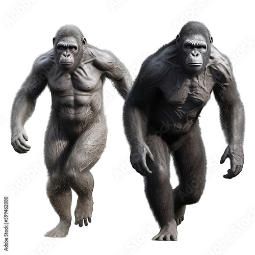 two gorillas walking