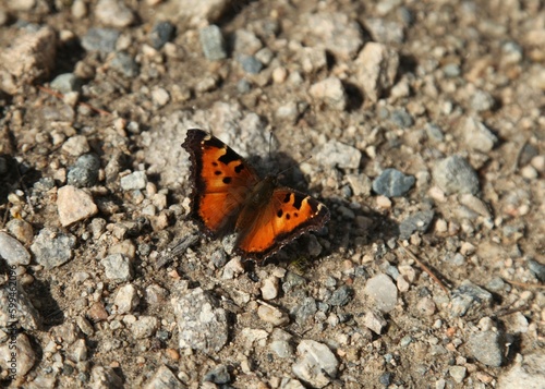 California Tortoiseshell (Nymphalis californica) orange butterfly in Beartooth Mountains, Montana