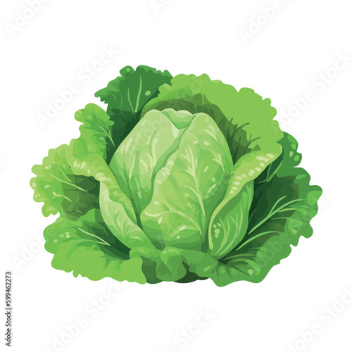 Fresh green lettuce