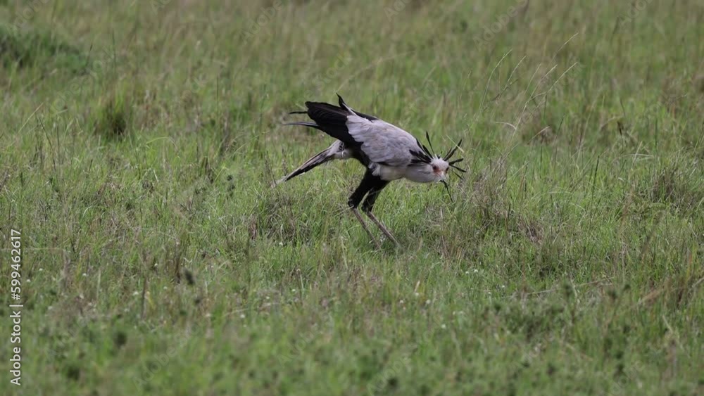 Secretary bird in Masai Mara stamping on prey before eating it. Secretary bird in Masai Mara stamping on prey before eating it.