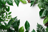 Free photos of green leaves with white background