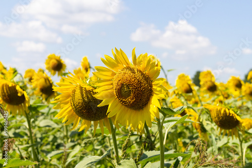 sunflowers on a summer field on a sunny day,the flowering period,close-up.