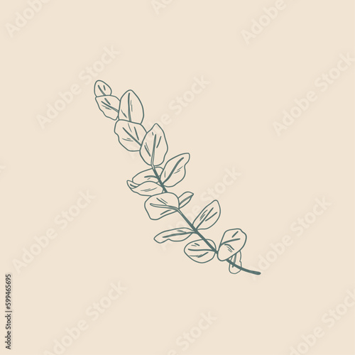 Plante, eucalyptus