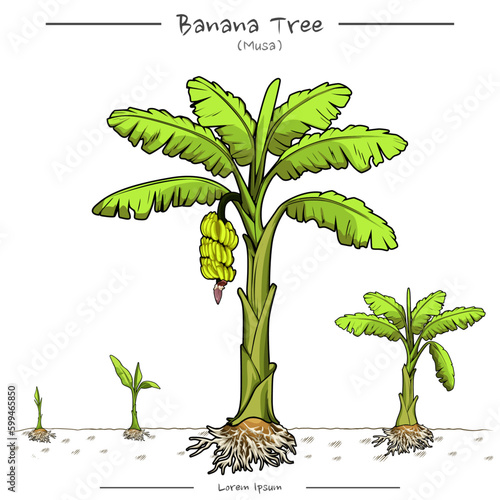 Illustration of a banana tree. banana tree education template
