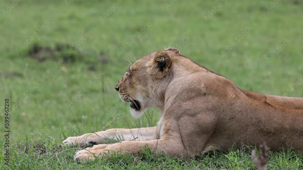 Lioness lying and panting in the grass in Masai Mara national park. Lioness lying and panting in the grass in Masai Mara national park.