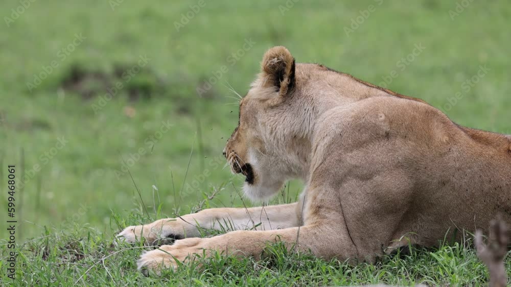 Lioness lying and panting in the grass in Masai Mara national park. Lioness lying and panting in the grass in Masai Mara national park.