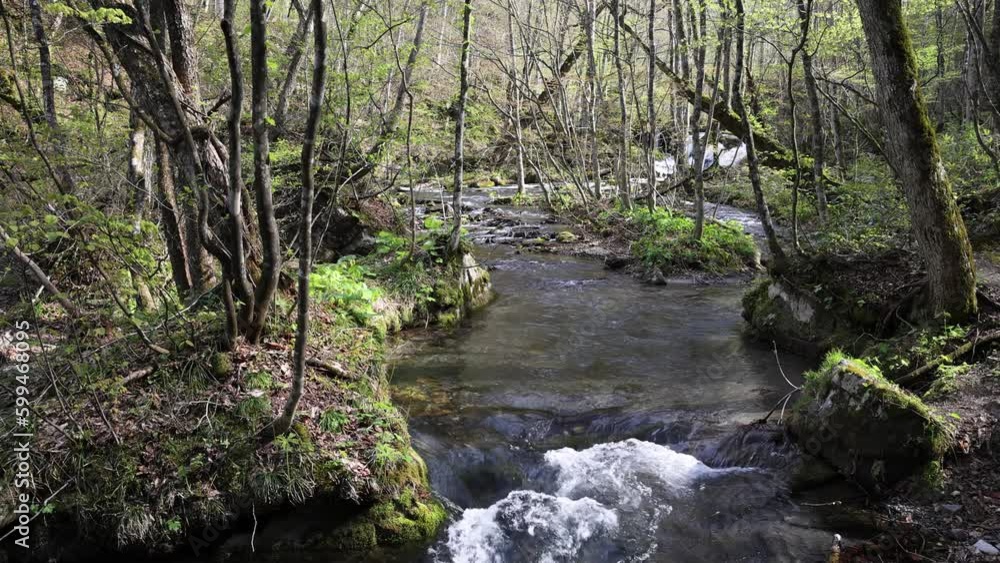 Oirase mountain stream in spring Oirase mountain stream in spring