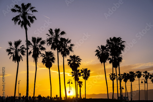 Palm trees at sunset seen at Venice Beach  Los Angeles  USA