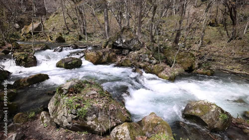 Oirase mountain stream in spring Oirase mountain stream in spring