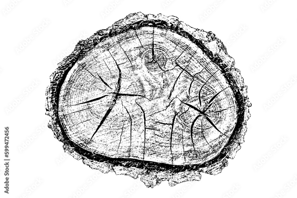 Wood texture cross section of tree rings. Cut slice of wooden stump isolated on white. Textured surface with rings and cracks. Black background made of hardwood from the forest. Vector illustration.