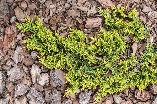 Golden Carpet, Creeping Juniper against the background of bark photo