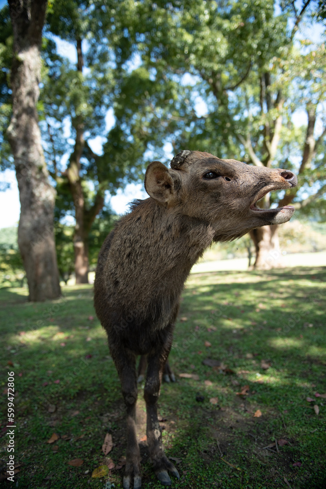 deer in the woods in the park of Japan
