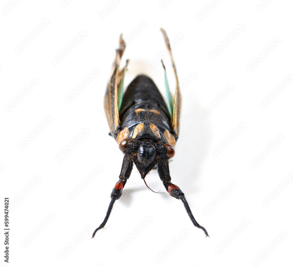 Isolated fly, studio and white background for insect closeup for study, nature or analysis for biology. Bug, animal and zoom of anatomy, eyes and research with color, body and entomology by backdrop Isolated fly, studio and white background for insect closeup for study, nature or analysis for biology. Bug, animal and zoom of anatomy, eyes and research with color, body and entomology by backdrop