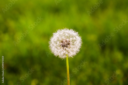 Lot of dandelions close-up on nature in spring against backdrop of green nature. Template for summer vacations on nature