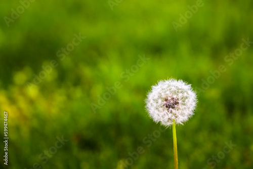 Lot of dandelions close-up on nature in spring against backdrop of green nature. Template for summer vacations on nature