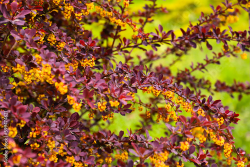 A bush with red leaves in the foreground