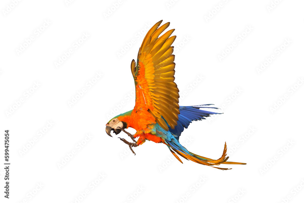 Colorful Catalina parrot flying isolated on isolated on transparent background png file