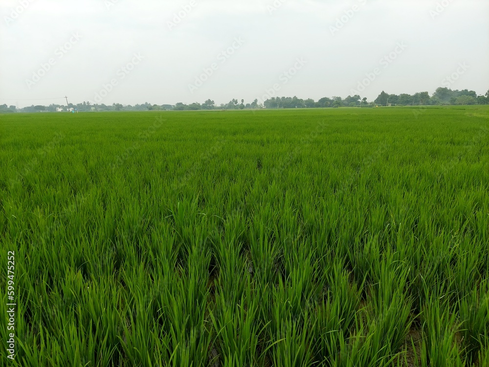 green rice field with the blue sky, Indian rice field with half grown grass green rice field with the blue sky, Indian rice field with half grown grass