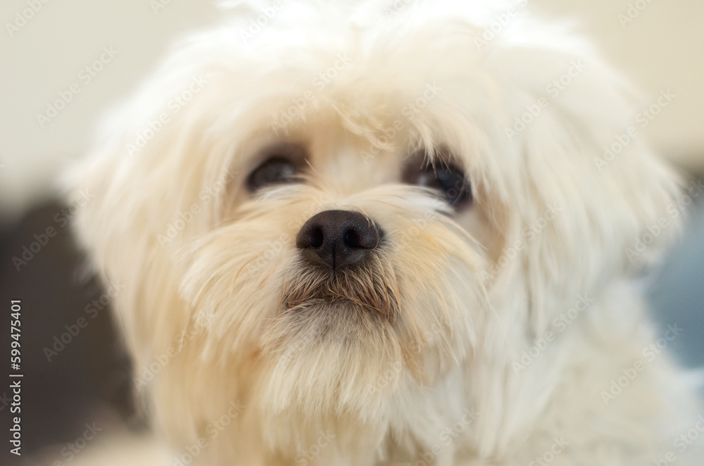 Dogs, face and portrait of pet, poodle or animal relax, calm and sitting in attention at home. Domestic pets, animals and cute maltese dog with loyalty, fur and closeup headshot of small furry canine