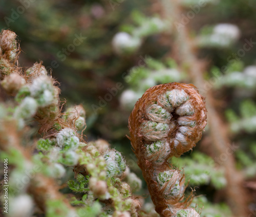 Beautiful close-up of polystichum setiferum