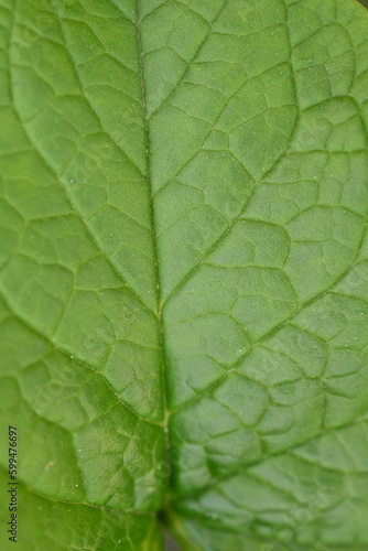 macro texture of a wood leaf , macro bright green leaf texture, leaf veins close-up