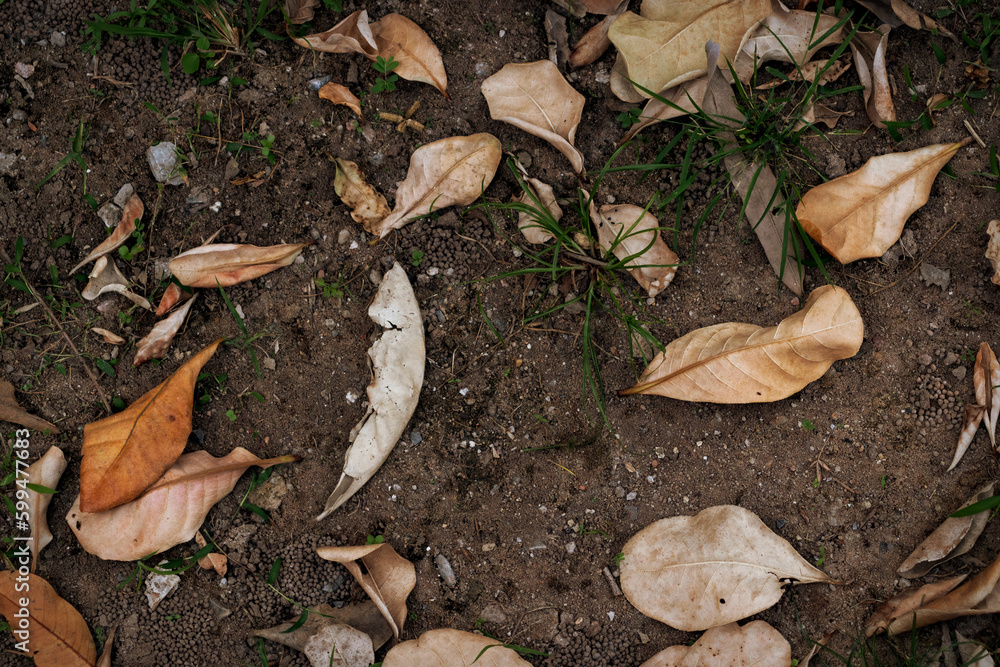 Dry leaves on the ground. Leaves fall on soil background. Dry leaves on the ground. Leaves fall on soil background.