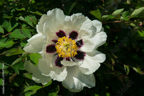 Close up of big white Peony or Paeony rockii flower head  close up. Blooms white delicate flower