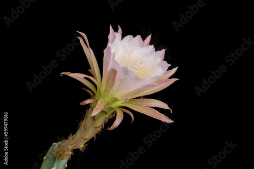 Fototapeta Naklejka Na Ścianę i Meble -  Close up fullboom flower of cactus