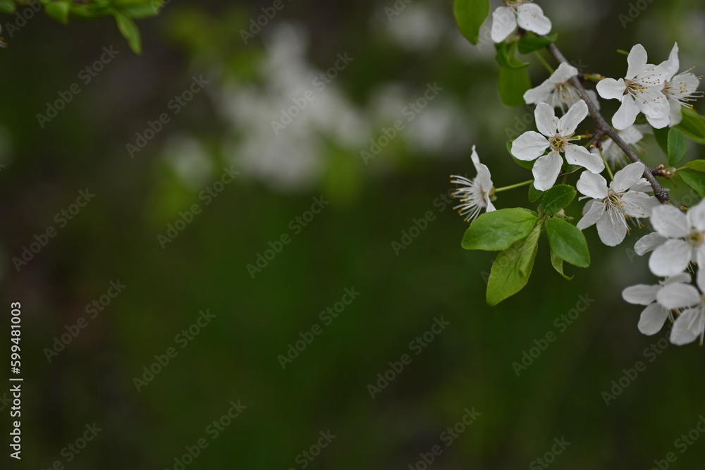 close-up of plum blossom branches and leaves, spring plum blossom close-up of plum blossom branches and leaves, spring plum blossom
