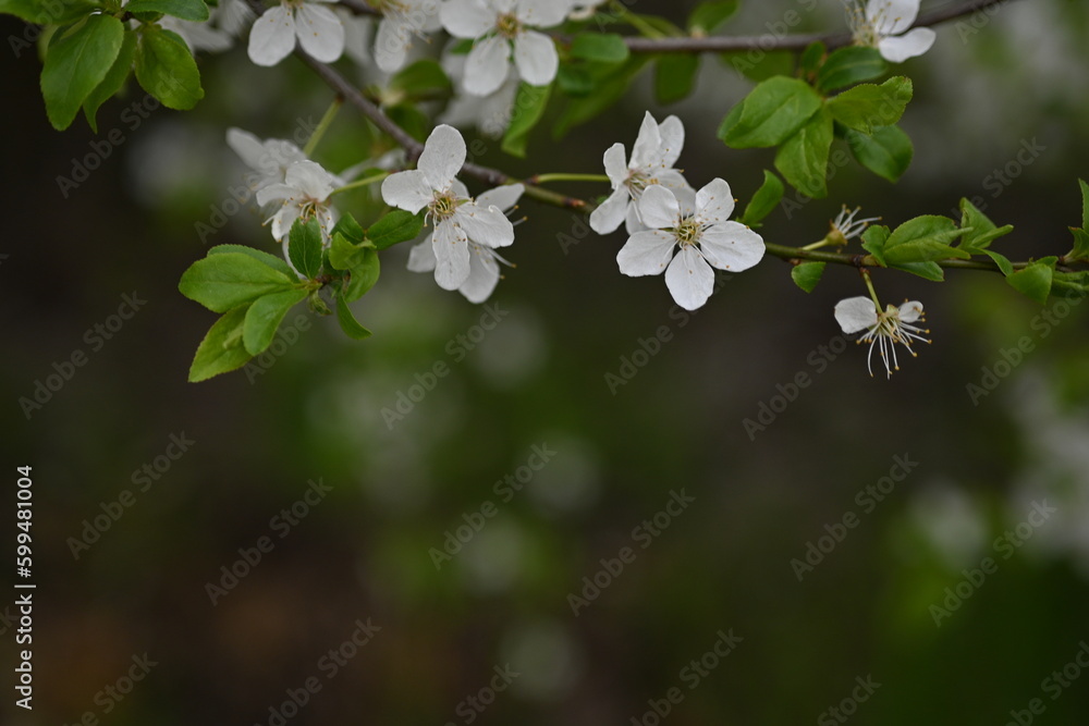 close-up of plum blossom branches and leaves, spring plum blossom close-up of plum blossom branches and leaves, spring plum blossom