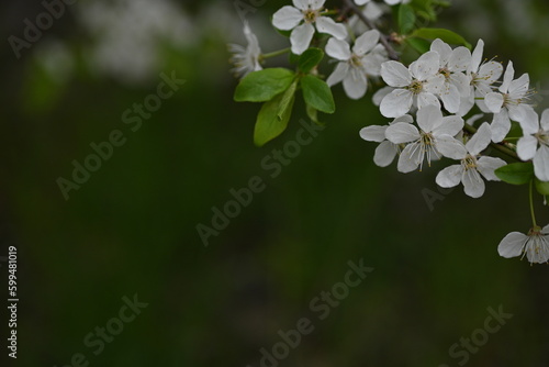 white plum blossoms close up, spring plum blossom 