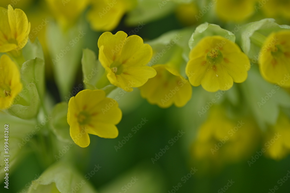 yellow primrose flowers, the first spring flowers yellow primrose flowers, the first spring flowers