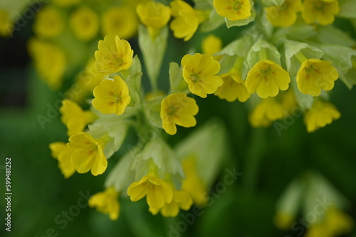 yellow primrose flowers  the first spring flowers 