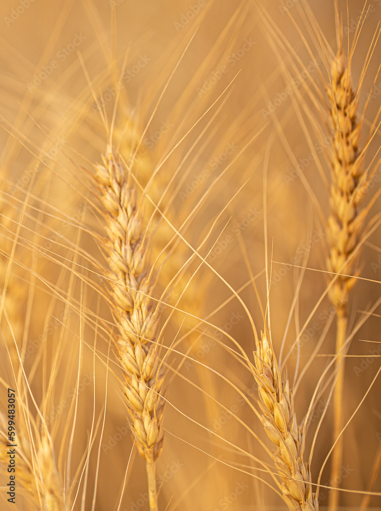 Wheat field on a sunny day. Grain farming, ears of wheat close-up. Agriculture, growing food products. Wheat field on a sunny day. Grain farming, ears of wheat close-up. Agriculture, growing food products.