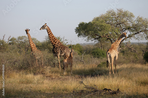 Fototapeta Naklejka Na Ścianę i Meble -  Giraffe / Giraffe / Giraffa camelopardalis