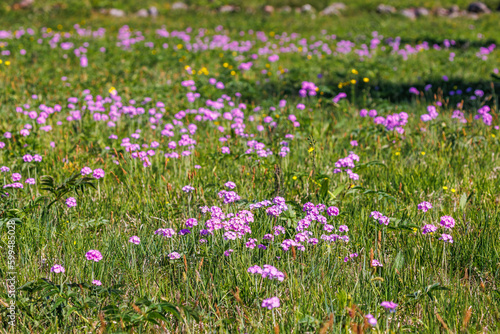 Flowering meadow with Birds eye primrose flowers