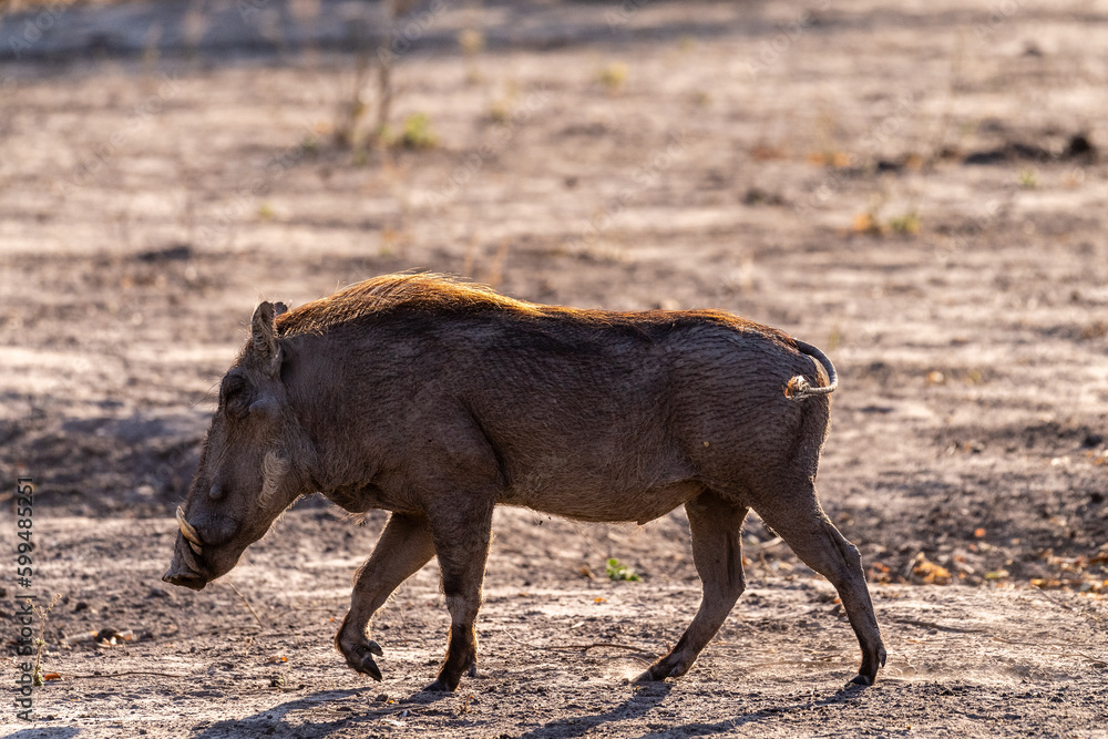 Fototapeta premium Closeup of a Common Warthog, Phacochoerus africanus, roaming around Chobe National Park, Botswana.