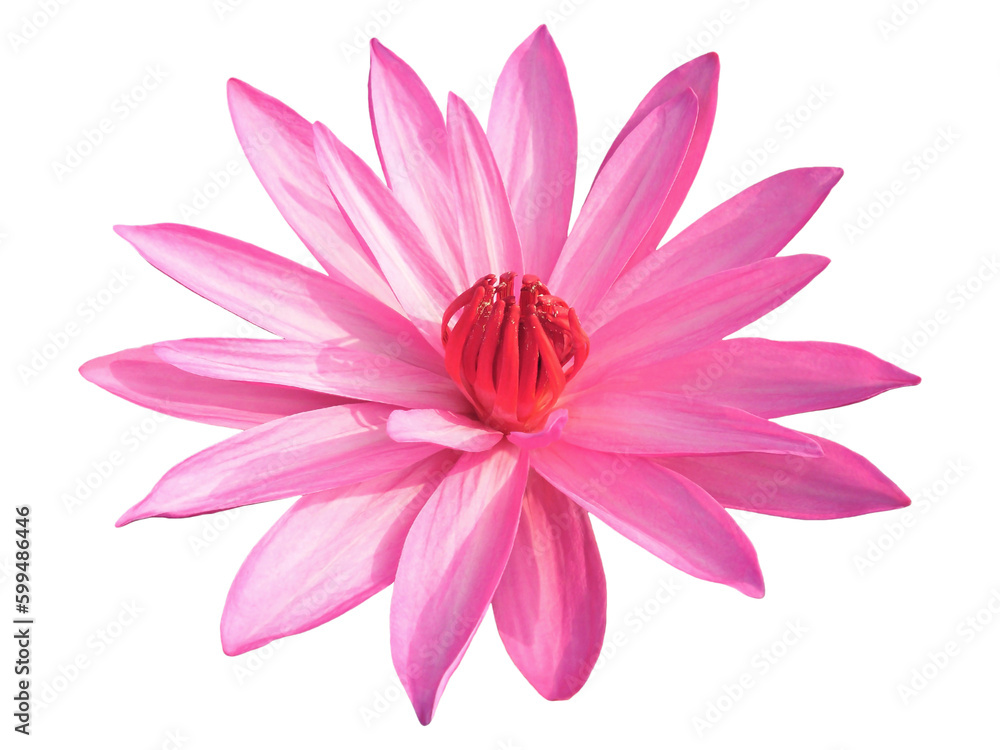 Closeup of Vibrant Pink Waterlily Isolated on Transparent Backdrop, PNG file