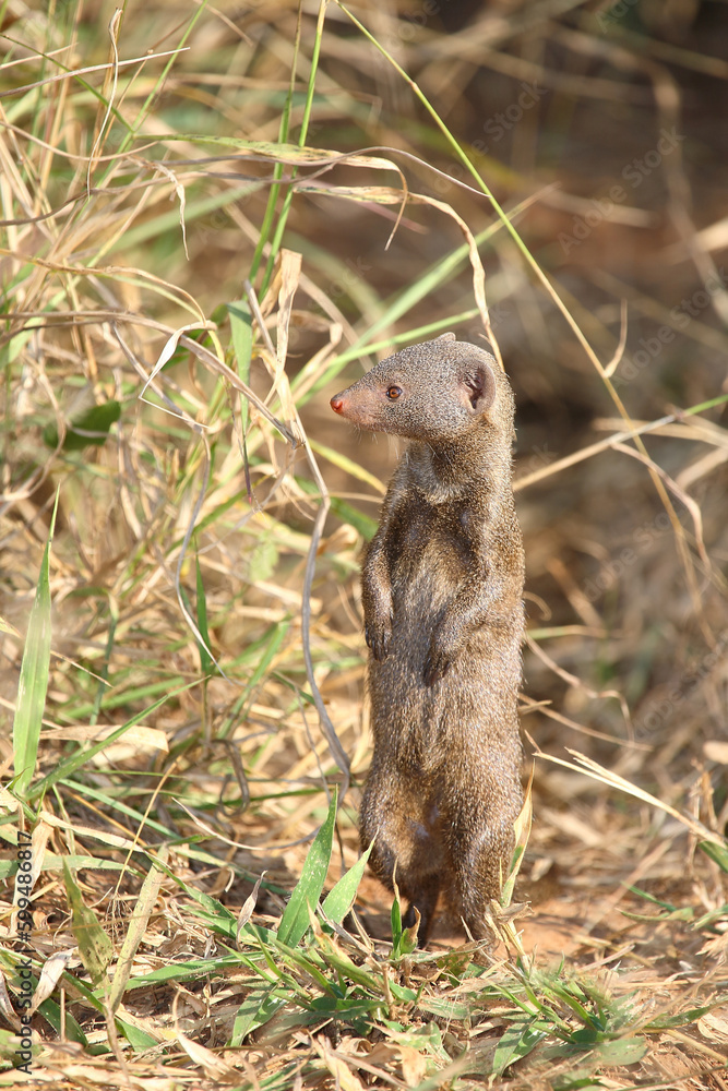 Südliche Zwergmanguste / Dwarf mongoose / Helogale parvula Südliche Zwergmanguste / Dwarf mongoose / Helogale parvula