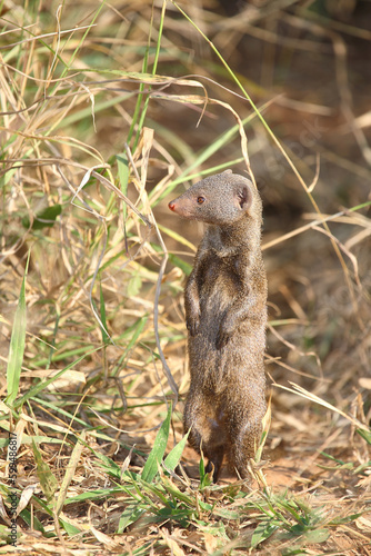 Südliche Zwergmanguste / Dwarf mongoose / Helogale parvula © Ludwig