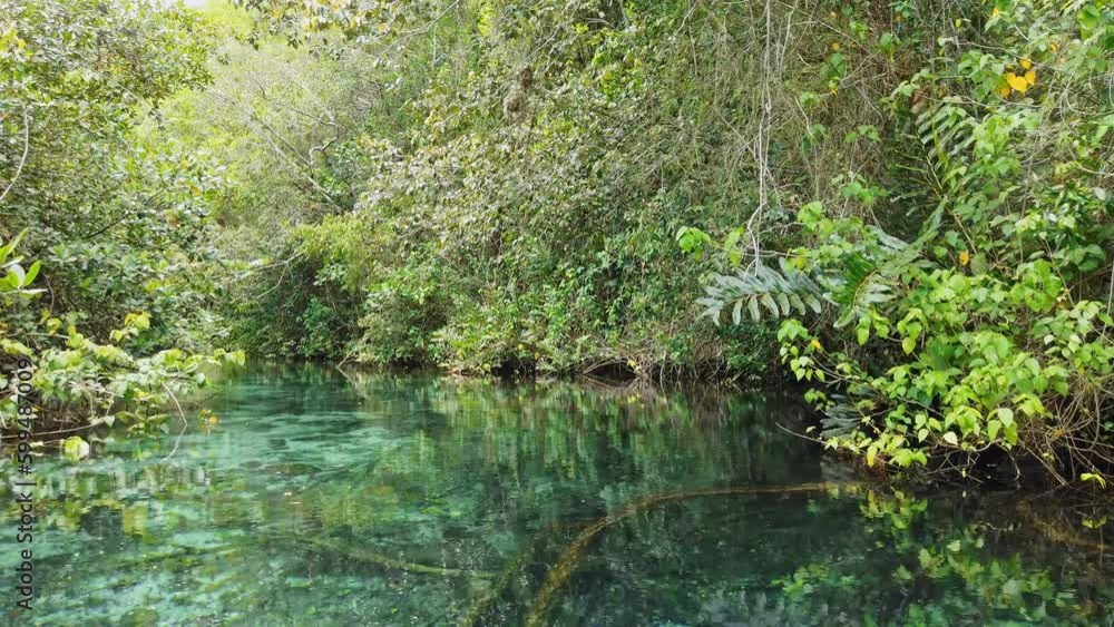 Slow pov on clear Rio cano frio in deep jungle of SAMANÁ, Dominican Republic Slow pov on clear Rio cano frio in deep jungle of SAMANÁ, Dominican Republic