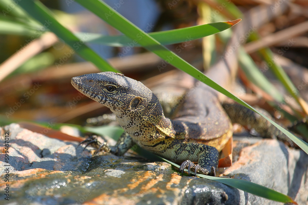 Fototapeta premium Nilwaran / Nile monitor / Varanus niloticus