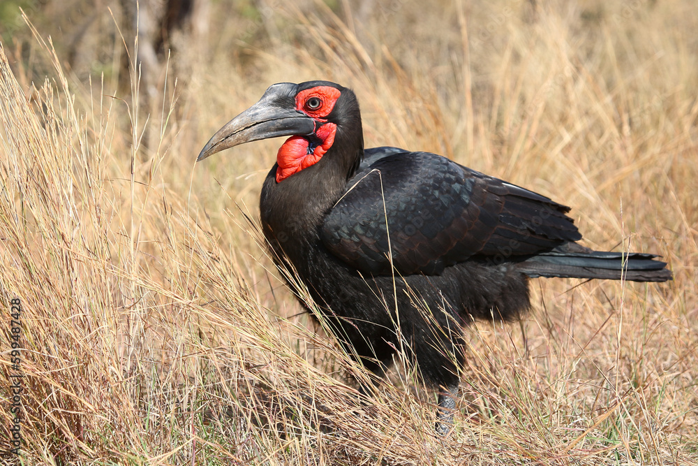 Obraz premium Kaffernhornrabe / Southern ground hornbill / Bucorvus leadbeateri