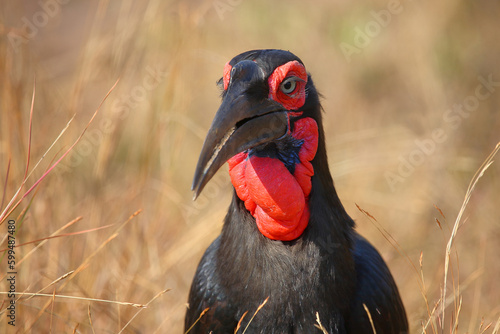 Kaffernhornrabe   Southern ground hornbill   Bucorvus leadbeateri