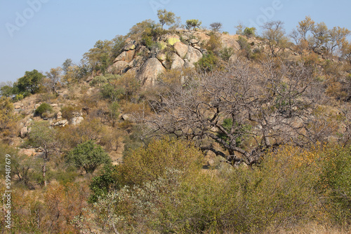 Afrikanischer Busch - Krügerpark / African Bush - Kruger Park /