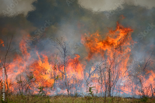 Afrikanischer Busch - Krügerpark - Buschfeuer / African Bush - Kruger Park - Bushfire / © Ludwig