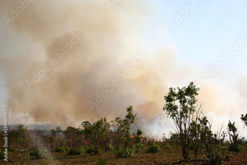 Afrikanischer Busch - Kr  gerpark - Buschfeuer   African Bush - Kruger Park - Bushfire  