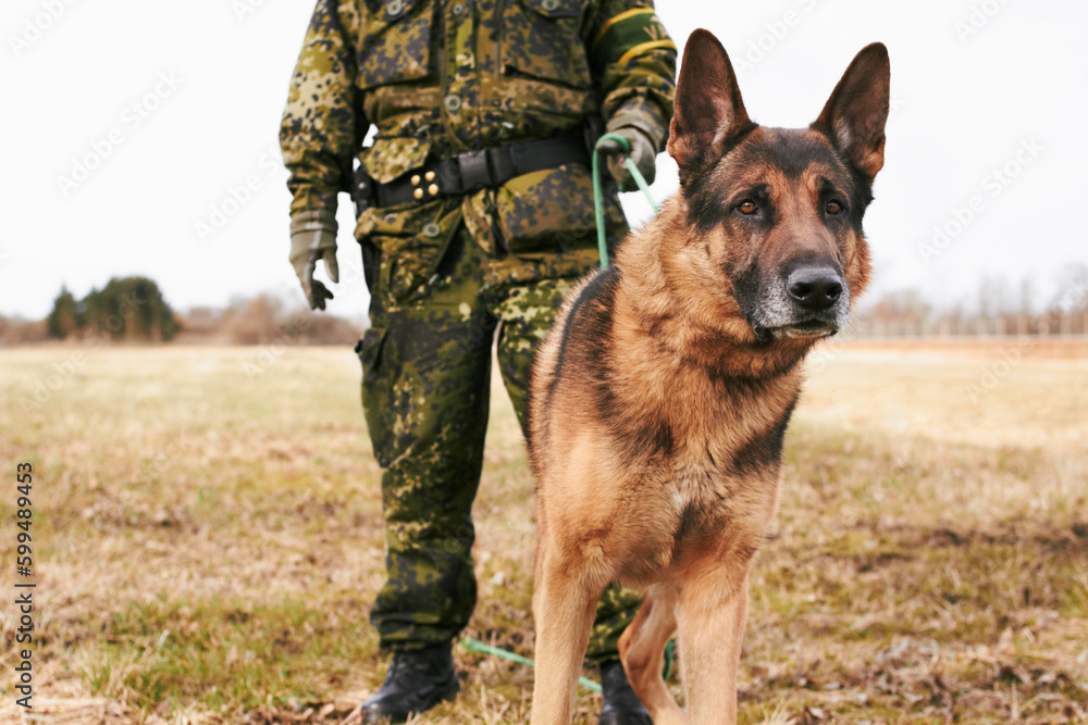 Portrait, focus and german shepherd or service dog or security in uniform and male soldier with puppy on leash outdoors. Military, courage and pet ready for army mission or tactical recruit in gear Portrait, focus and german shepherd or service dog or security in uniform and male soldier with puppy on leash outdoors. Military, courage and pet ready for army mission or tactical recruit in gear
