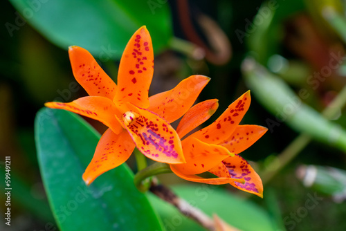 Orange cattleya | Guarianthe aurantiaca
 photo